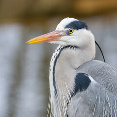 A portrait of a grey heron bird in Austria