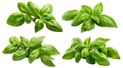 Set of fresh basil leaves cut out
