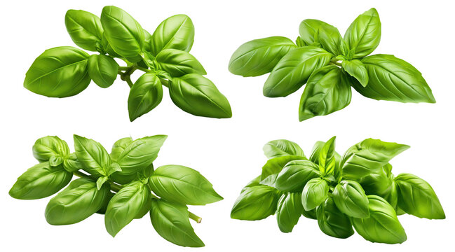 Set of fresh basil leaves cut out