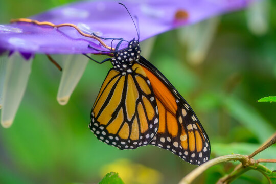 monarch butterfly or simply monarch (Danaus plexippus