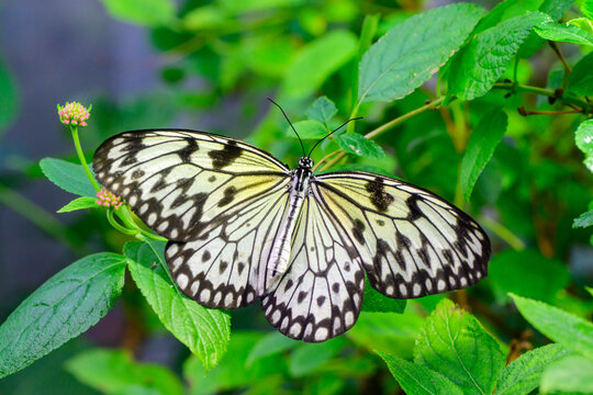 Idea leuconoe, also known as the paper kite butterfly