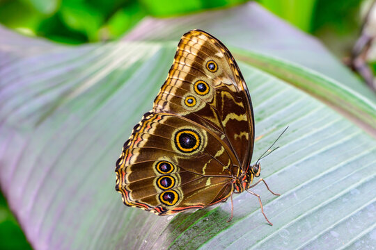 Morpho peleides, blue tropical butterfly