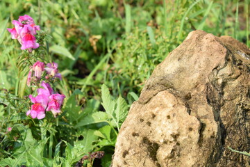 Flowers, plants,Summer
