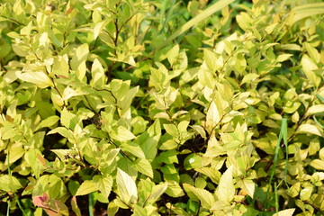 Fototapeta premium Flowers, plants,Summer