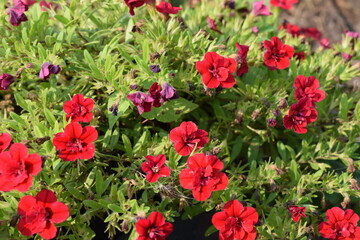 Flowers, plants,Summer