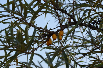 Flowers, plants,Summer
