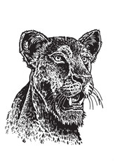 Graphical portrait of  lioness on white background, ink-pen illustration