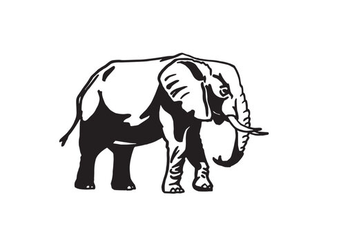 Graphical elephant walking on white background, vector illustration	