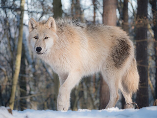 Loup arctique en hiver