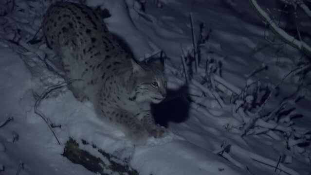 A lynx sharpens its claws against a fallen tree in a snowy forest at night, in winter. Animal in the moonlight.