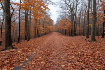 Fototapeta premium amazing nature forest scenery professional photography