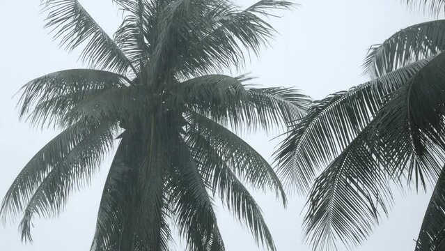 view up to coconut palm trees under heavy rain and very strong wind in bad weather under typhoon herricane cyclone storm. Storm near beach sea coast in asia