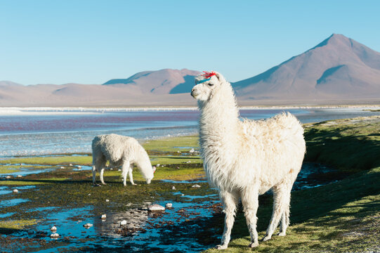 White alpacas on the shore of Laguna Colorada in Altiplano, Bolivia.