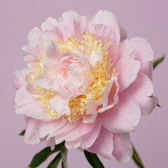 Beautiful delicate pink with yellow peony flower isolated on soft pink background.