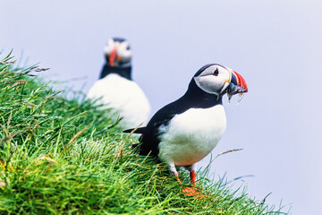Atlantic puffin with fishes in the beak
