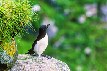 Razorbill bird on a rock