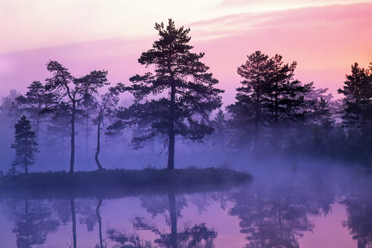 Pine woodland at a bog lake at dawn in the wilderness