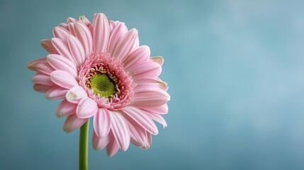 Beautiful floral background. Aesthetics, minimalism, single flower close-up. Floral background for advertising, cards, weddings, wallpaper.