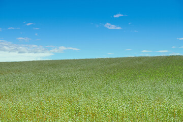 A stunning buckwheat field blooms under the summer sun