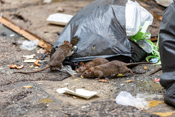 Three dirty, shaggy, skinny rats ate garbage next to each other. Garbage bags on the floor were wet...