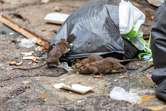 Three dirty, shaggy, skinny rats ate garbage next to each other. Garbage bags on the floor were wet and smelled very bad. reflecting the problem of overflowing garbage in the city. Selective focus