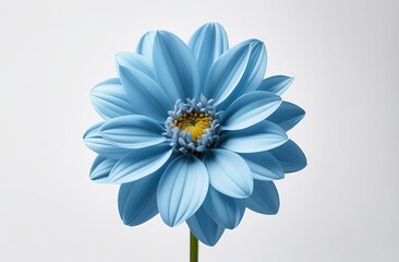 Obraz premium daisy on blue background