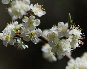 Horticulture of Gran Canaria -  fruit trees blossoming natural macro floral background