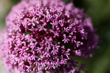 Flora of Gran Canaria -  Centranthus ruber, red valerian, invasive in Canaries natural macro floral background