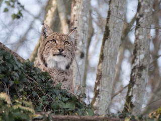 Lynx boréal en milieux forestier