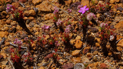 Carnivorous pygmy sundews (Drosera lasiantha) with long stems and pink flowers, growing in laterite, Western Australia