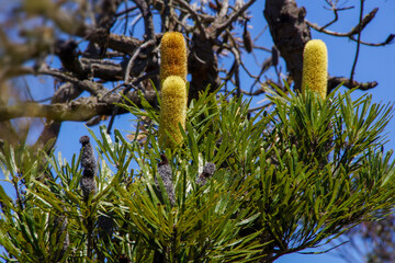 Flowering Candlestick Banksia (Banksia attenuata) in natural habitat, Western Australia