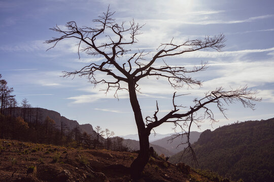 &Aacute;rbol quemado incendio forestal
