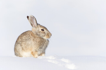 High key image of a Cottontail Rabbit in snow