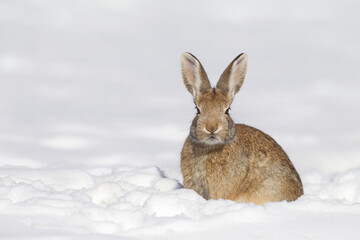 Cottontail Rabbit in snow