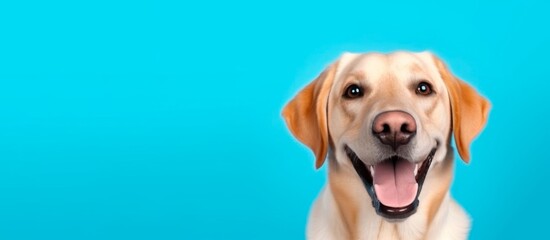 Happy funny cute dog on a blue background isolated with space for text