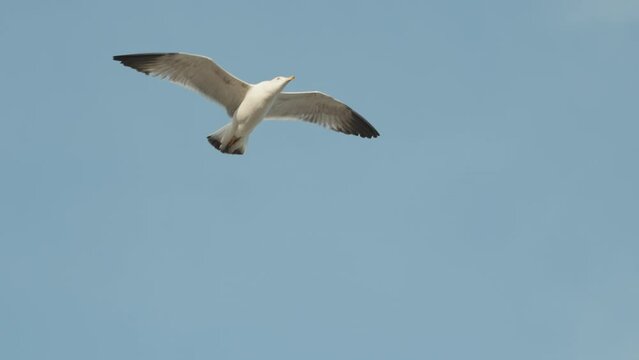 Close-up of a seagull soaring in the sky, looking into the camera, isolated on a blue background. Slow motion.