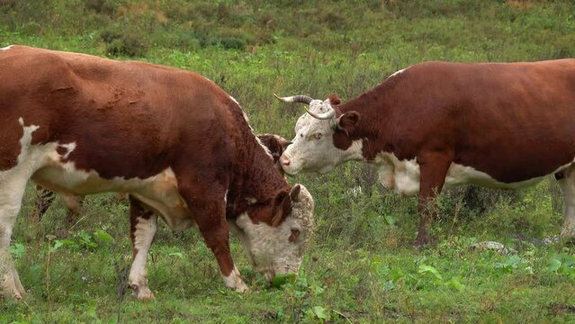 Side view of cute white and brown cows and calf grazing on green grassy pasture landscape in countryside