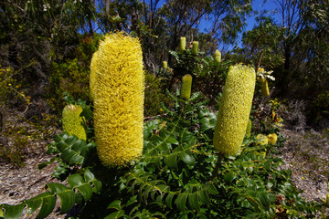 Bull Banksia (Banksia grandis) with yellow flower spikes and saw-toothed leaves, in natural...