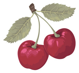 cherry or sweet cherry without background
