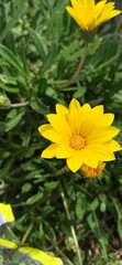 yellow flower in the garden