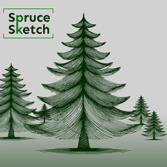 set of christmas trees, spruce