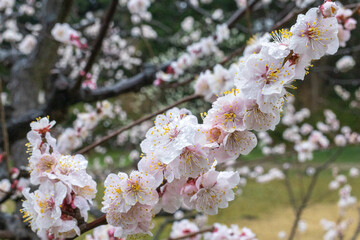 東京散歩　梅満開の雨の浜離宮恩賜庭園
