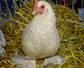 Booted bantam chicken in Romania