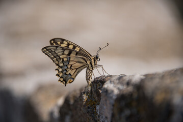 butterfly on the ground