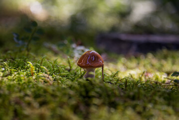 mushroom on the moss in the wood in the morning