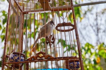 Red-whiskered Bulbul in birdcage