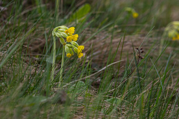 Yellow Primula veris cowslip, common cowslip, cowslip primrose on soft green background.Selective...