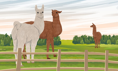 A herd of llamas grazes on a green meadow behind a fence. Domesticated animals of South America. Realistic vector landscape