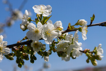 Selective focus of beautiful branches of cherry blossoms on the tree under blue sky, Beautiful Sakura flowers during spring season in the park, Floral pattern texture, Nature background