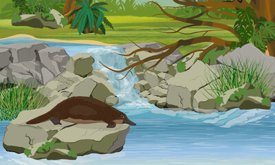 The platypus sits on a stone near a small waterfall. Endemic species of Australia and Tasmania. Realistic vector landscape